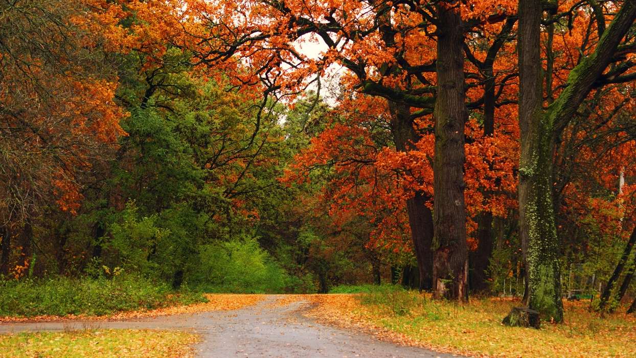 Bäume,Herbst,Parks,Landschaft,Natur