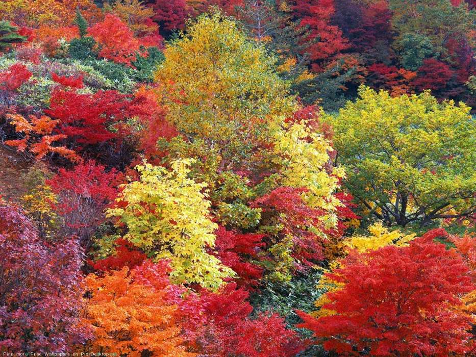 Landschaft,Bäume,Herbst