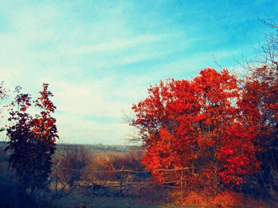 Bäume,Herbst,Landschaft
