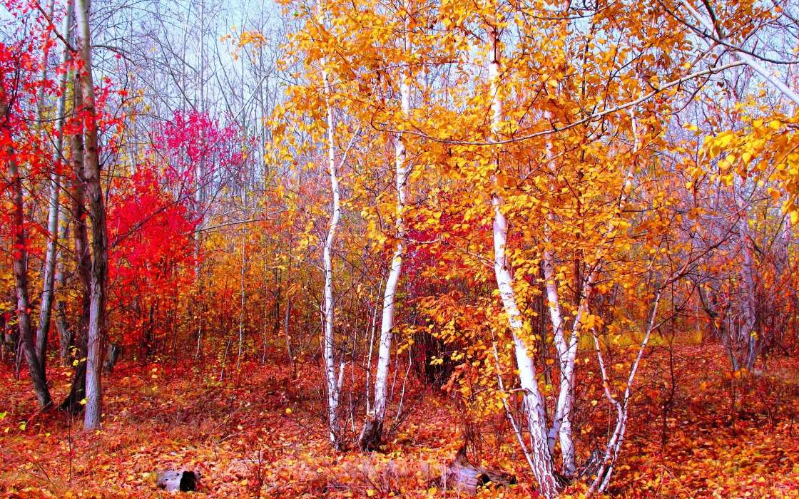 Bäume,Herbst,Landschaft
