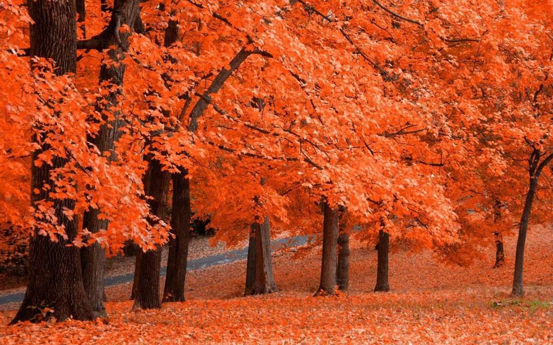 Landschaft,Bäume,Herbst