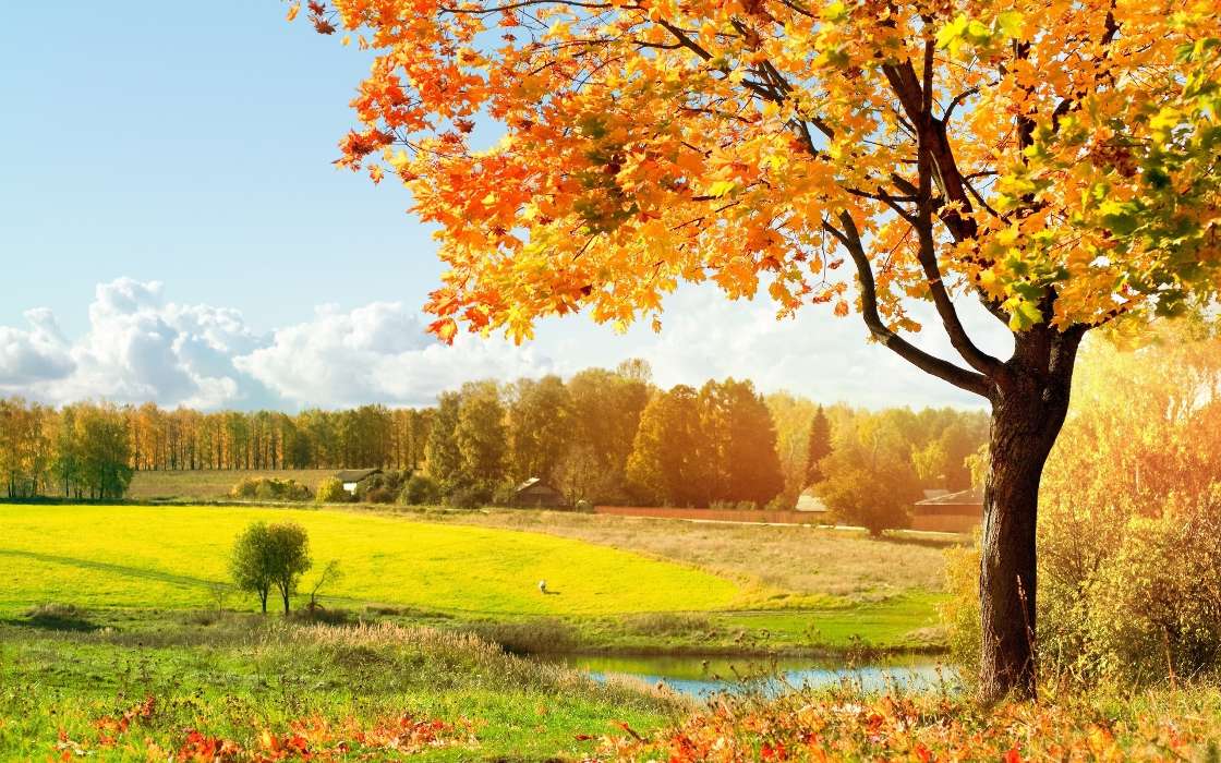 Landschaft,Bäume,Felder,Herbst
