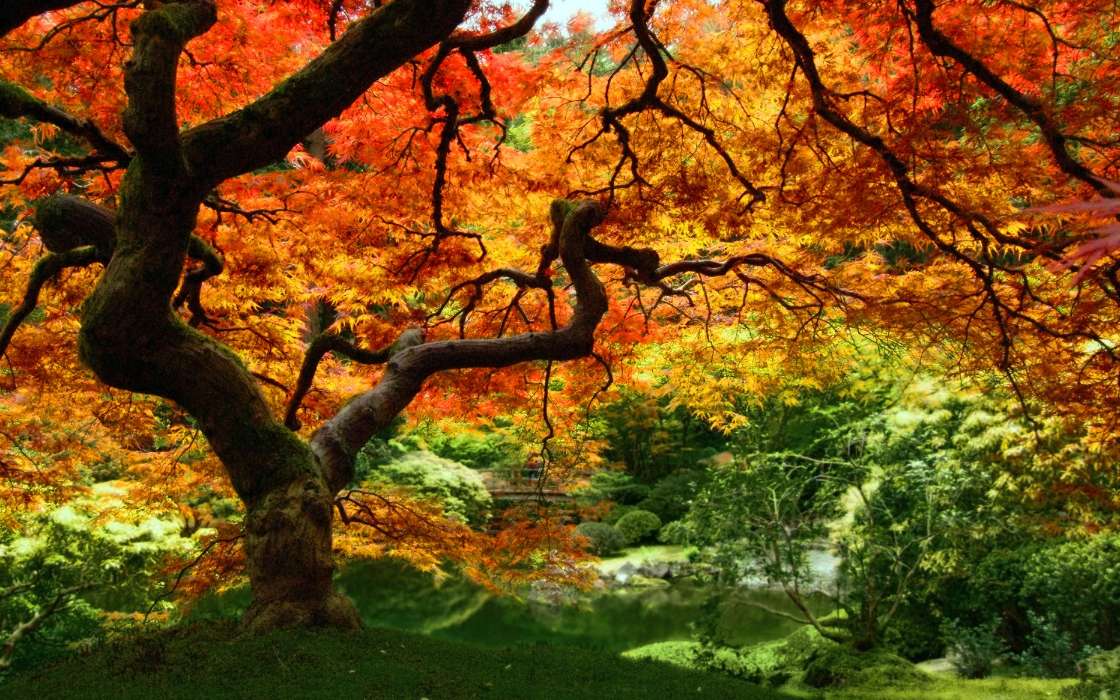 Pflanzen,Landschaft,Bäume,Herbst