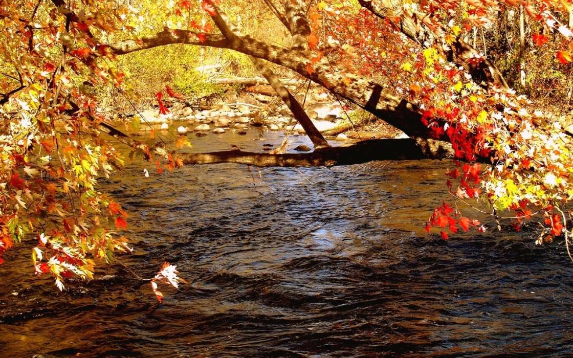 Landschaft,Flüsse,Bäume,Herbst
