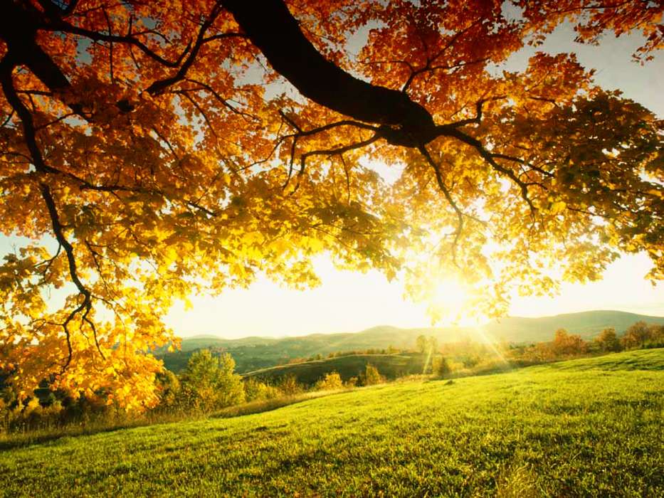 Landschaft,Bäume,Herbst,Sun
