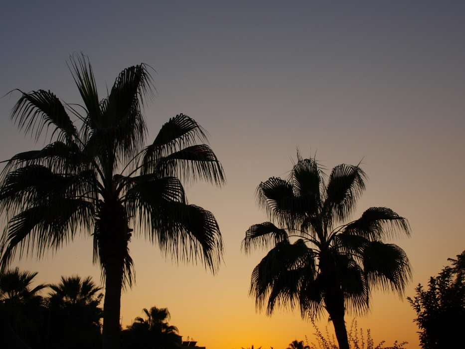 Landschaft,Bäume,Sunset,Palms