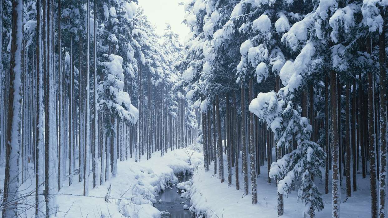 Bäume,Schnee,Landschaft,Winterreifen,Flüsse