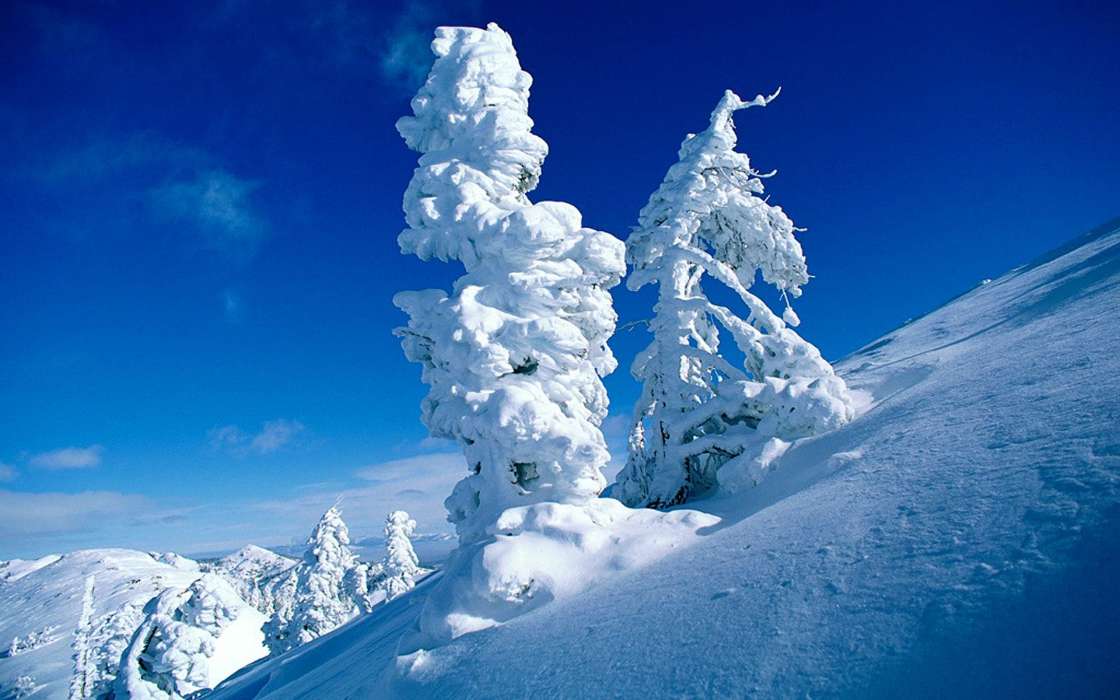 Bäume,Landschaft,Schnee