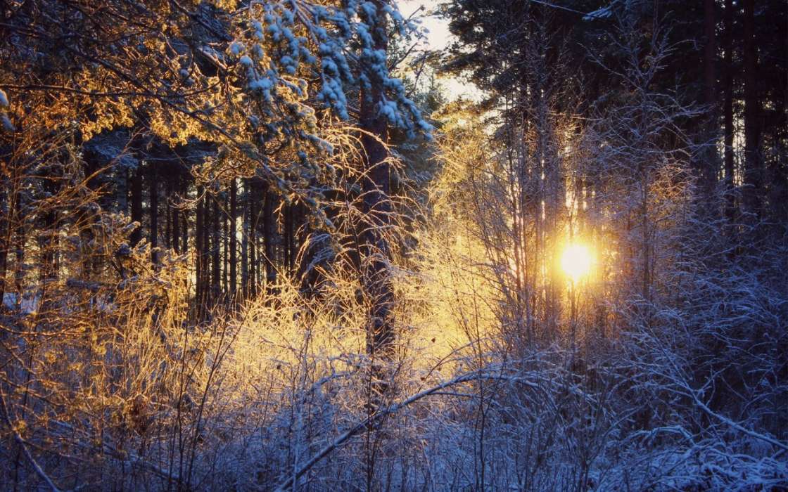 Landschaft,Winterreifen,Bäume,Sunset,Schnee
