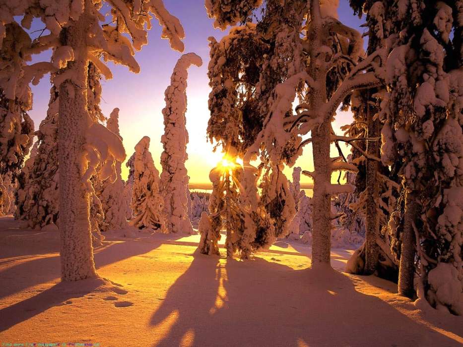 Landschaft,Winterreifen,Bäume,Sunset,Schnee