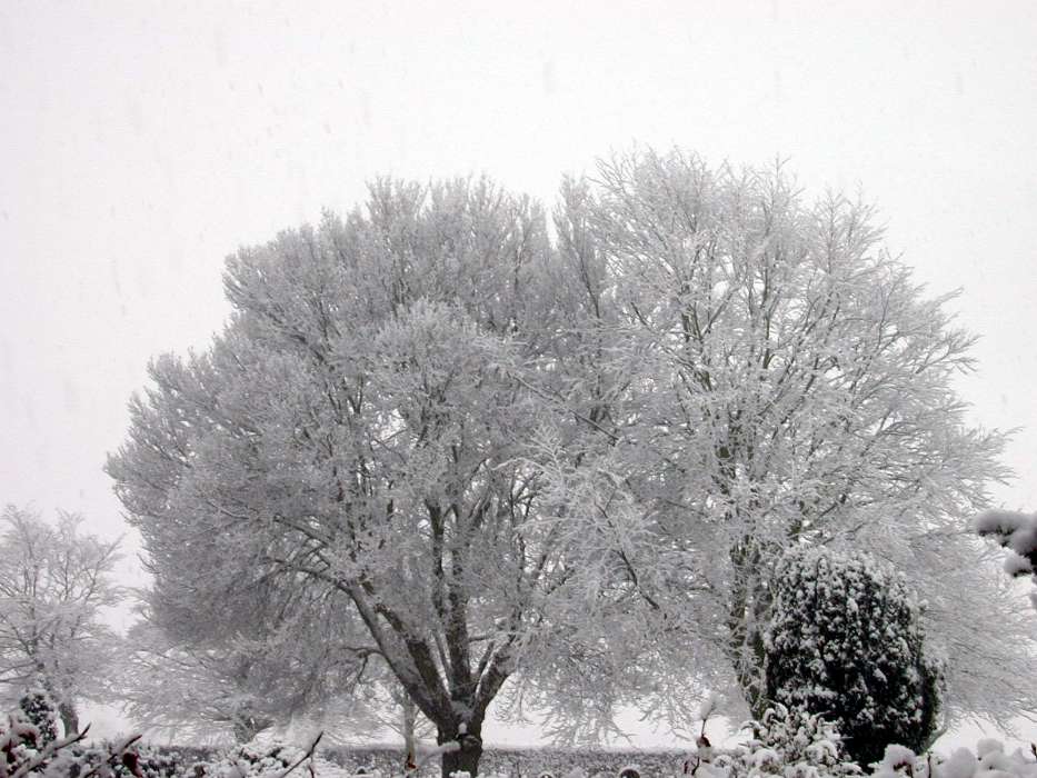 Landschaft,Winterreifen,Bäume,Schnee