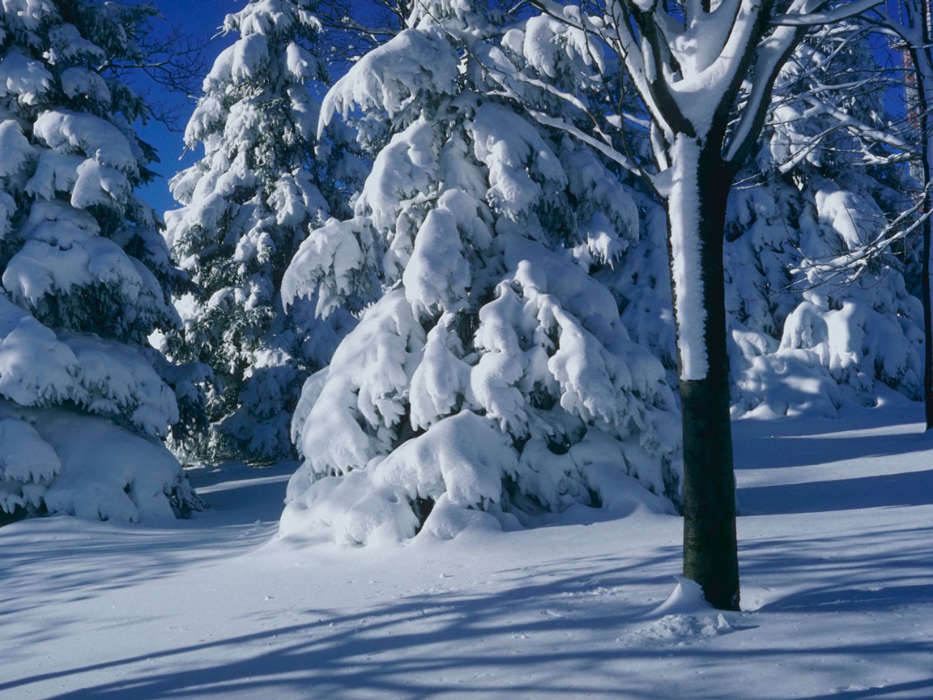 Landschaft,Winterreifen,Bäume,Schnee