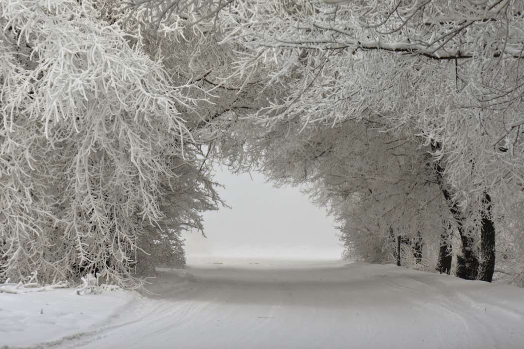 Bäume,Landschaft,Schnee,Winterreifen