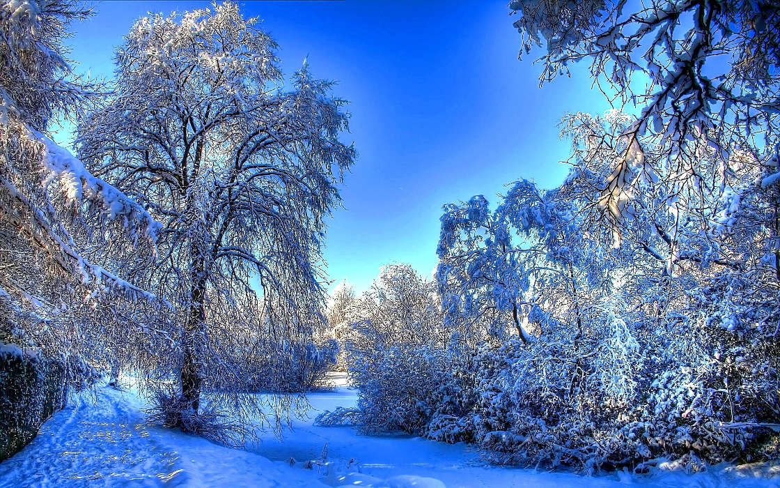 Bäume,Landschaft,Winterreifen