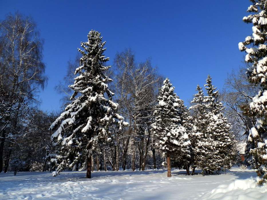 Bäume,Landschaft,Winterreifen
