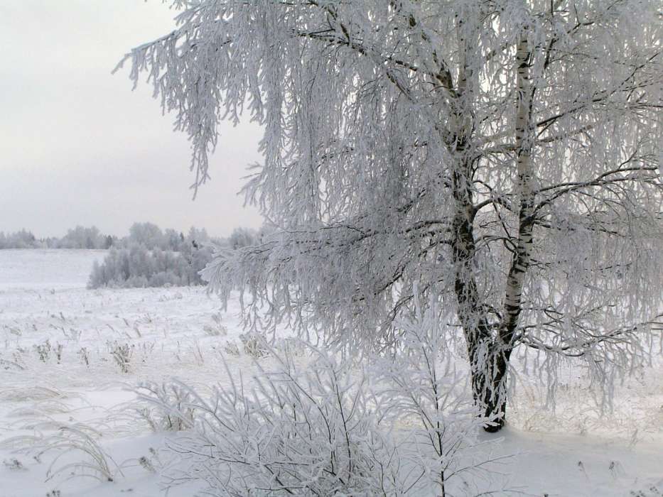 Landschaft,Winterreifen,Bäume