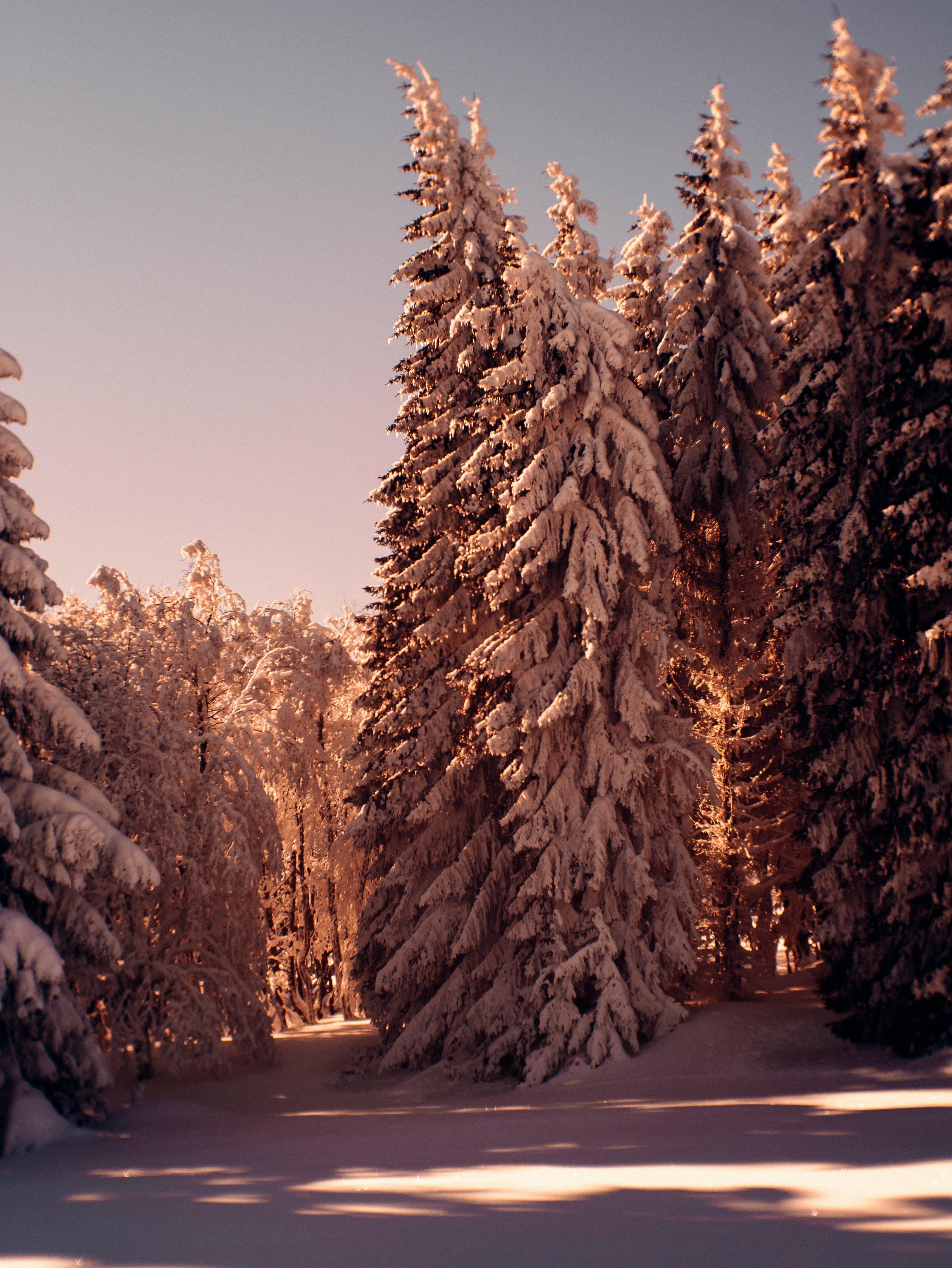 Bäume, Schnee, Winterreifen, Natur