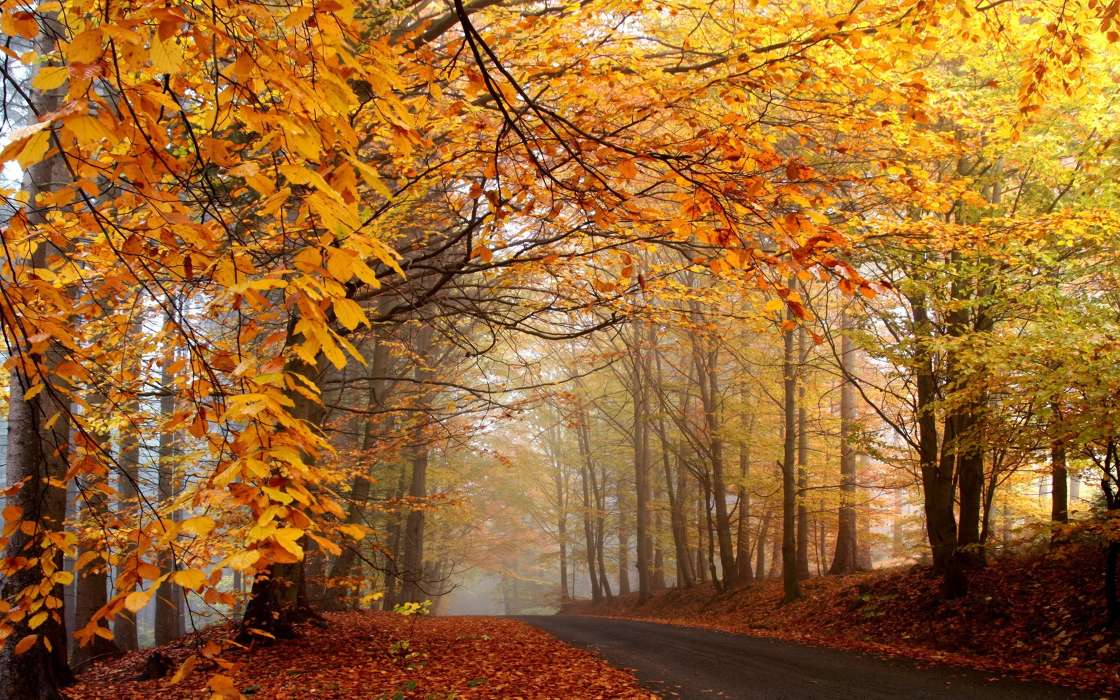 Roads,Herbst,Landschaft