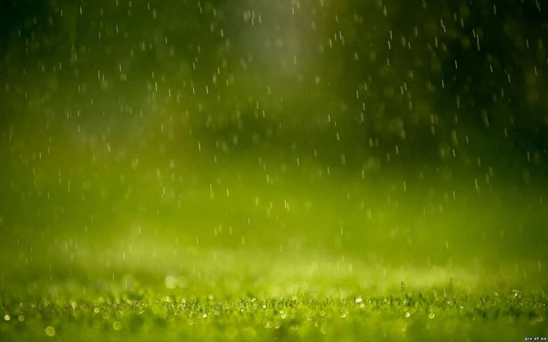 Grass,Hintergrund,Regen