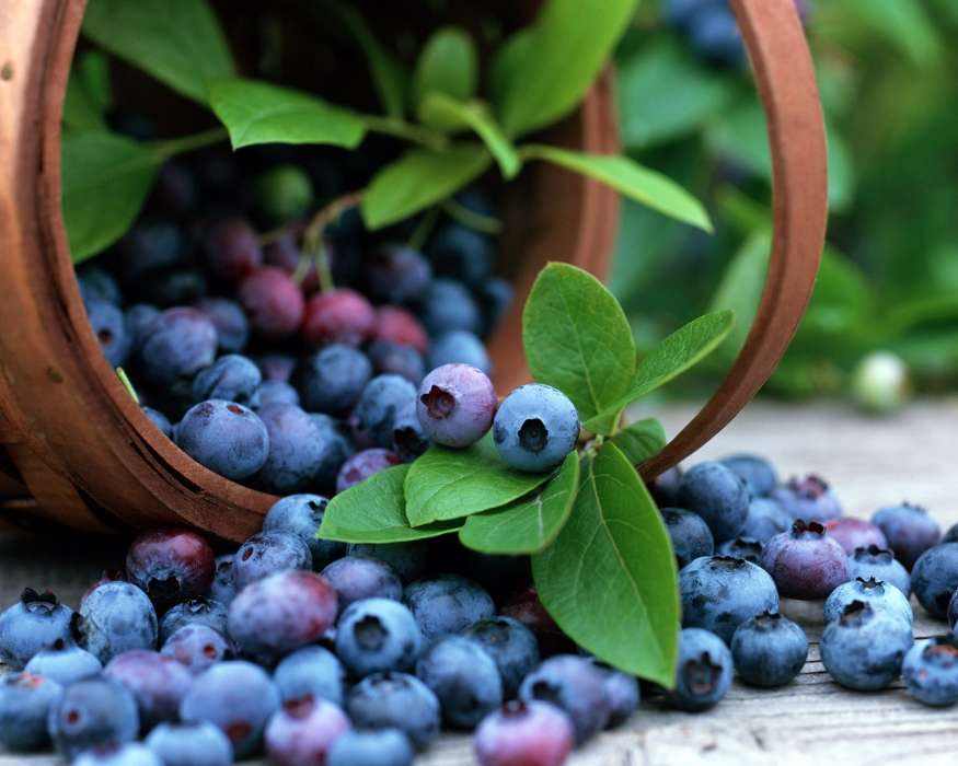 Lebensmittel,Blätter,Blaubeeren,Berries