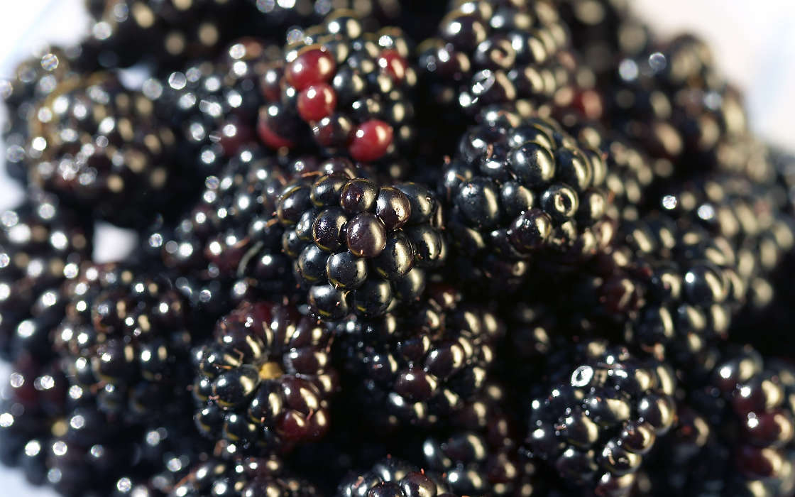 Obst,Lebensmittel,Hintergrund,Berries,Blackberry