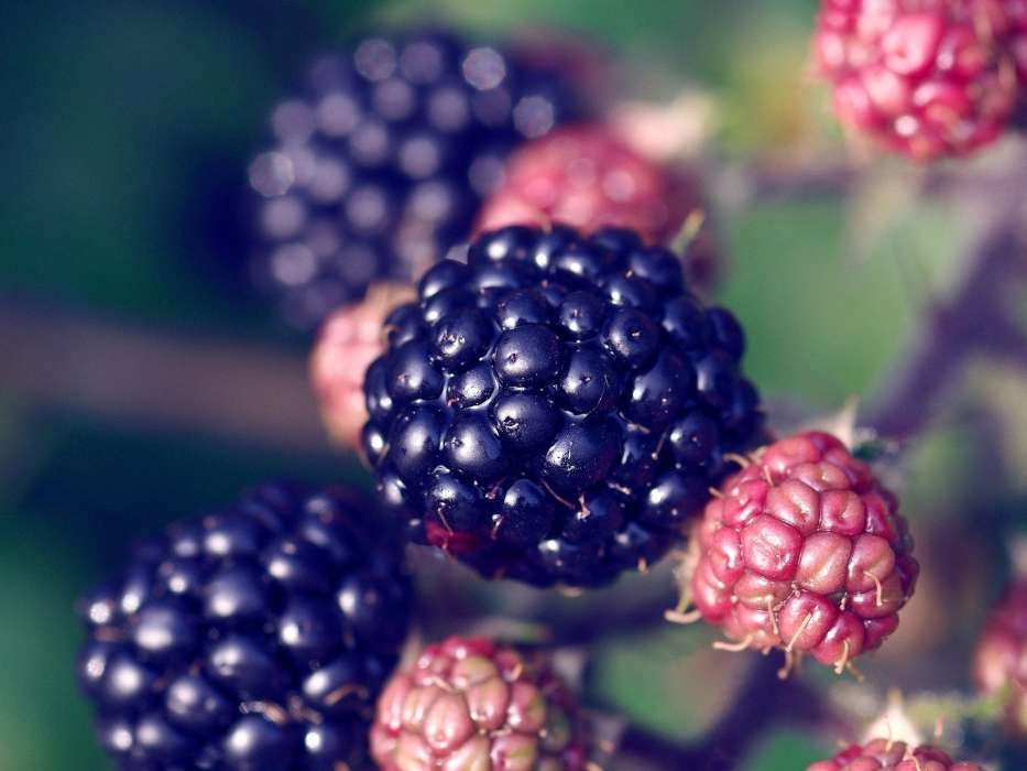 Lebensmittel,Berries,Blackberry,Obst