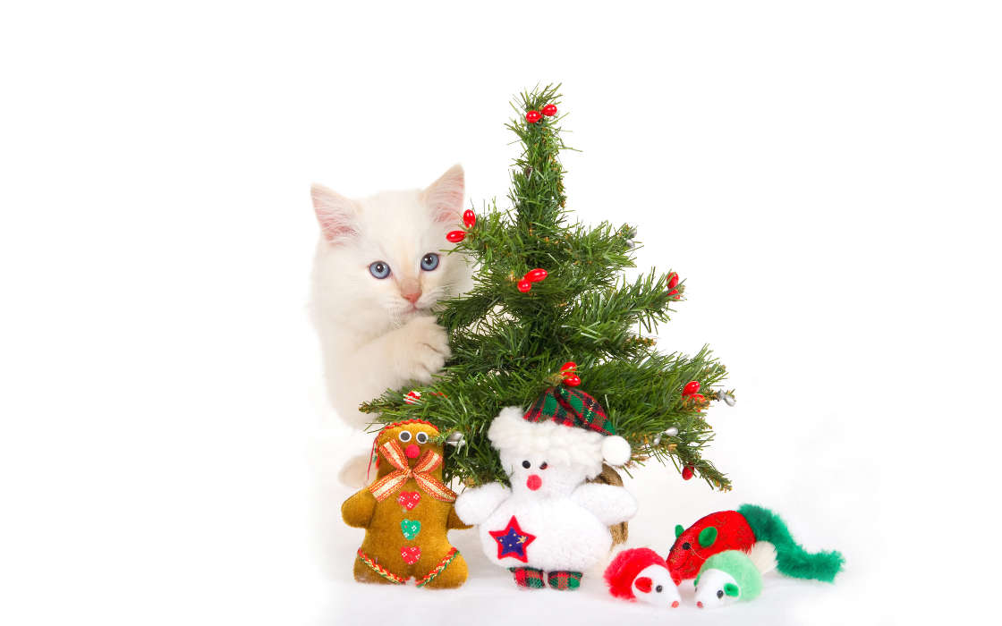 Feiertage,Tiere,Katzen,Neujahr,Spielzeug,Tannenbaum,Weihnachten