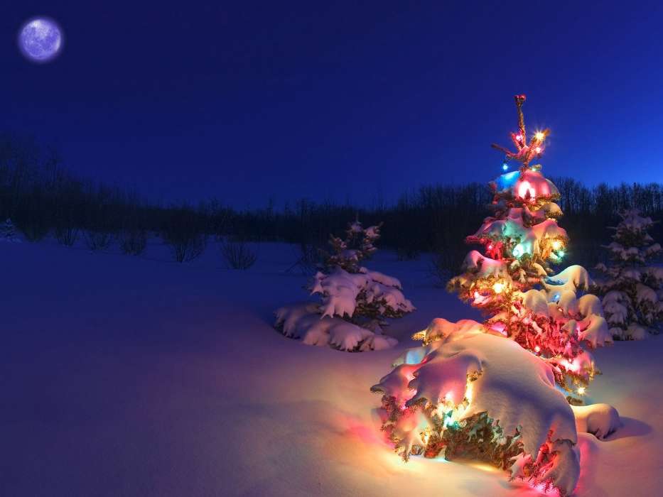 Tannenbaum,Weihnachten,Feiertage,Landschaft,Winterreifen,Neujahr,Schnee