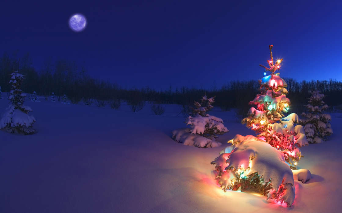 Winterreifen,Neujahr,Tannenbaum,Weihnachten,Bilder