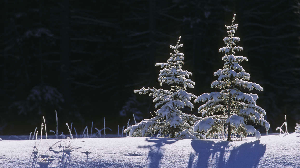 Tannenbaum,Landschaft,Winterreifen,Schnee
