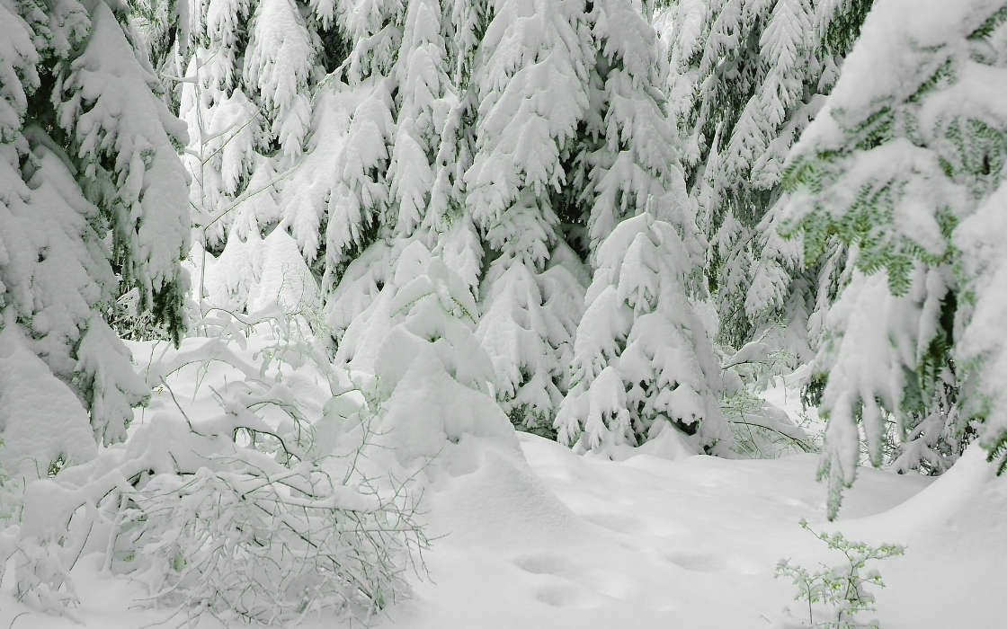 Landschaft,Winterreifen,Schnee,Tannenbaum