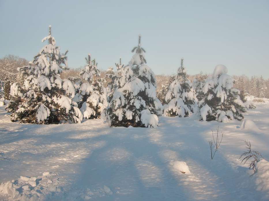 Tannenbaum,Landschaft,Schnee,Winterreifen