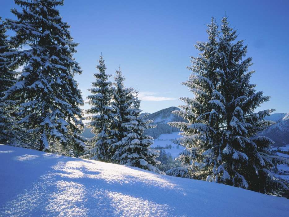 Landschaft,Winterreifen,Tannenbaum