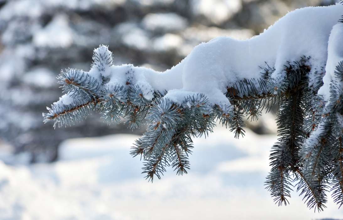Tannenbaum,Pflanzen,Schnee