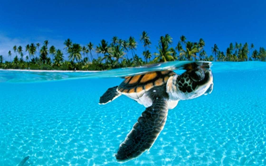 Tiere,Turtles,Sea,Strand,Palms