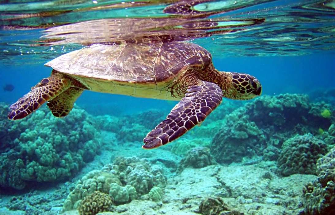 Tiere,Turtles,Sea