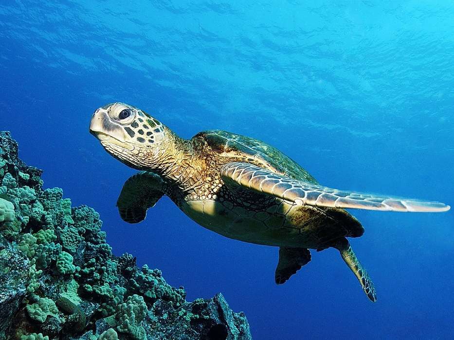 Tiere,Turtles,Sea