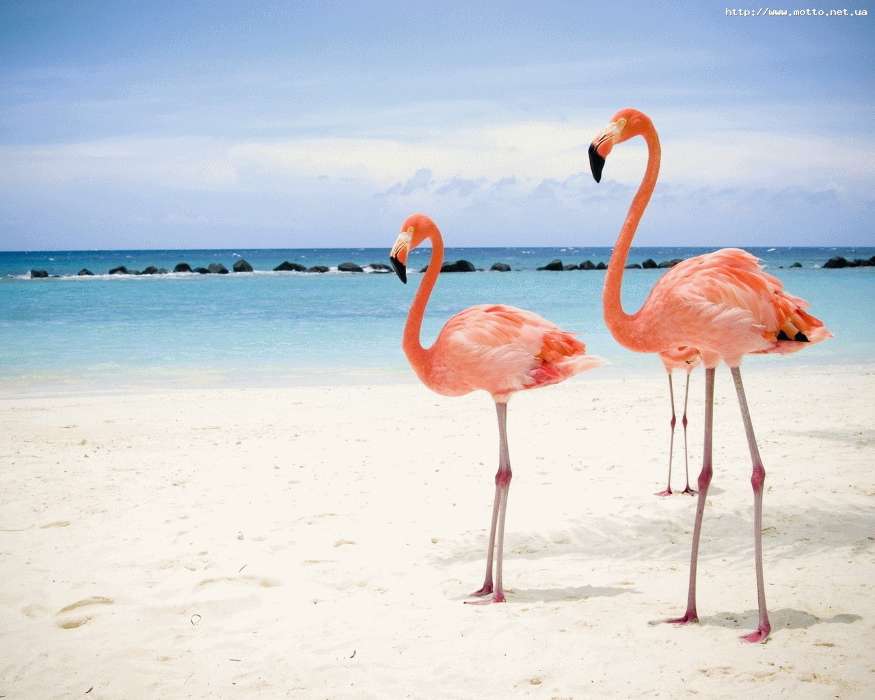 Tiere,Vögel,Sky,Sea,Strand,Flamingo