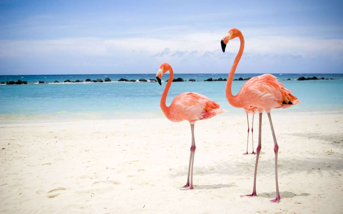 Tiere,Vögel,Sea,Strand,Flamingo