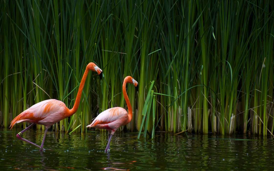 Flamingo,Vögel,Tiere