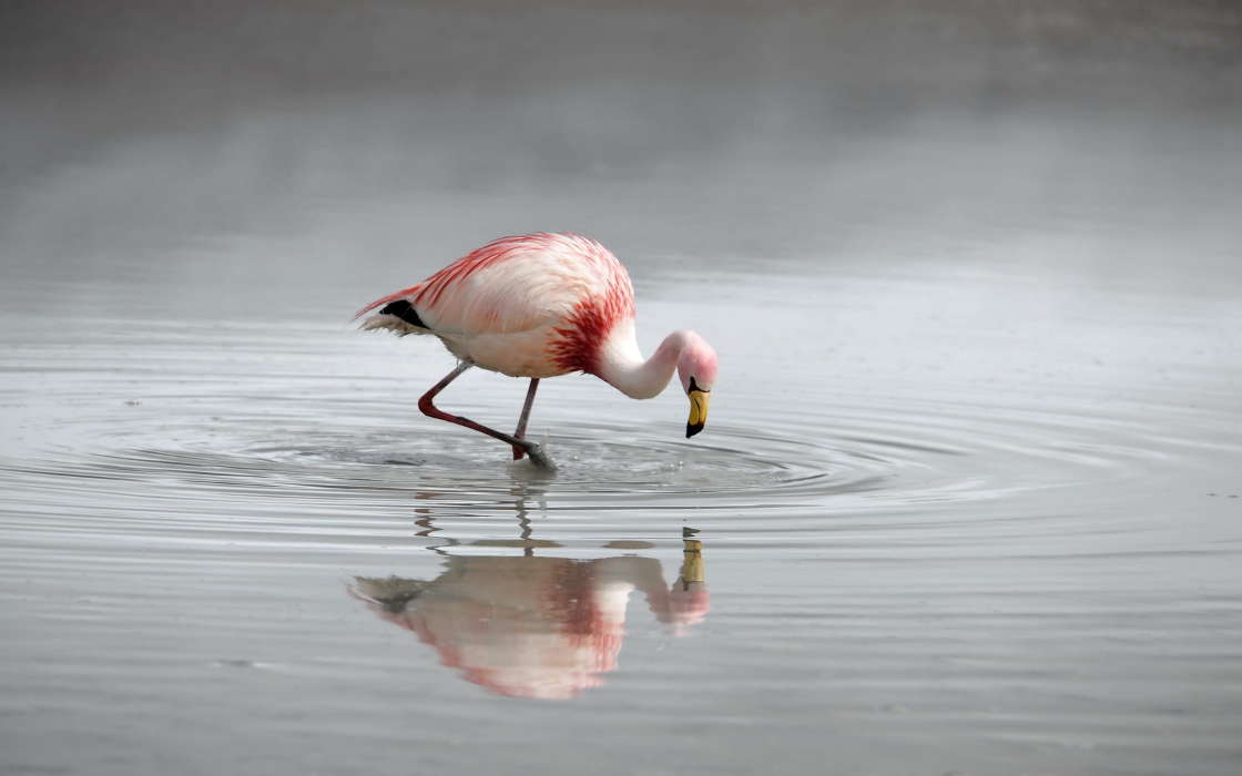 Flamingo,Vögel,Tiere
