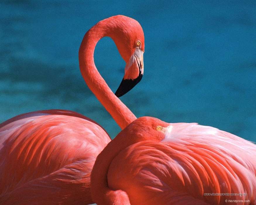 Tiere,Vögel,Flamingo