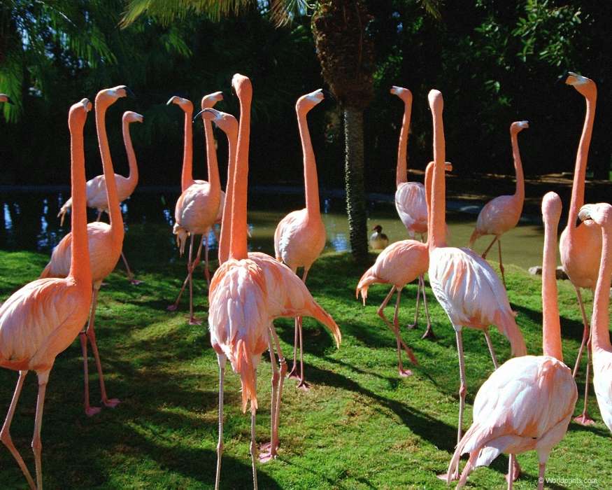 Tiere,Vögel,Flamingo