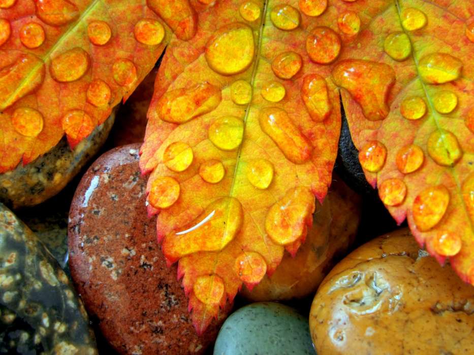 Hintergrund,Stones,Drops,Blätter
