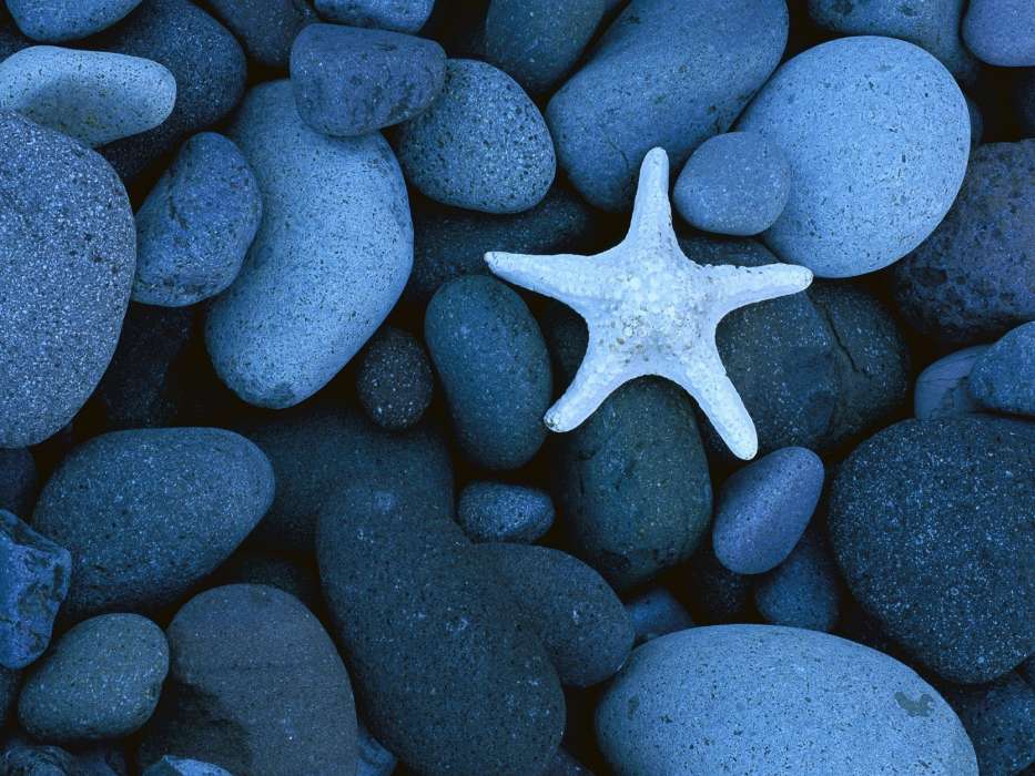 Hintergrund,Stones,Starfish