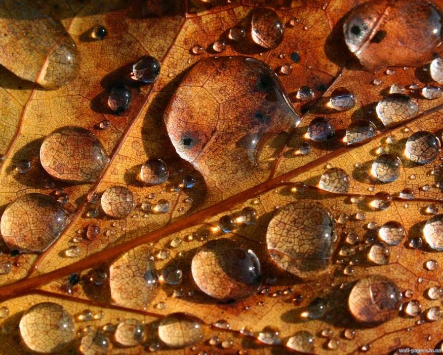 Wasser,Hintergrund,Blätter,Drops