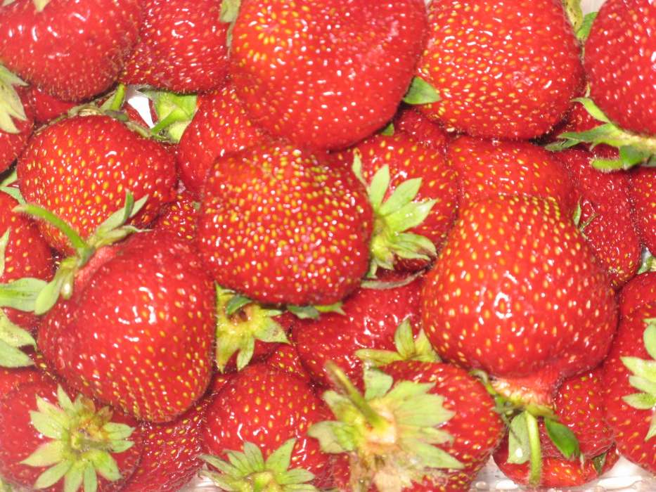 Erdbeere,Hintergrund