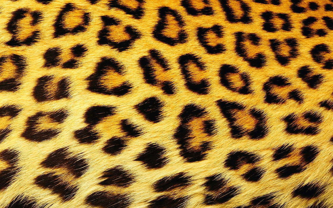 Hintergrund,Leopards