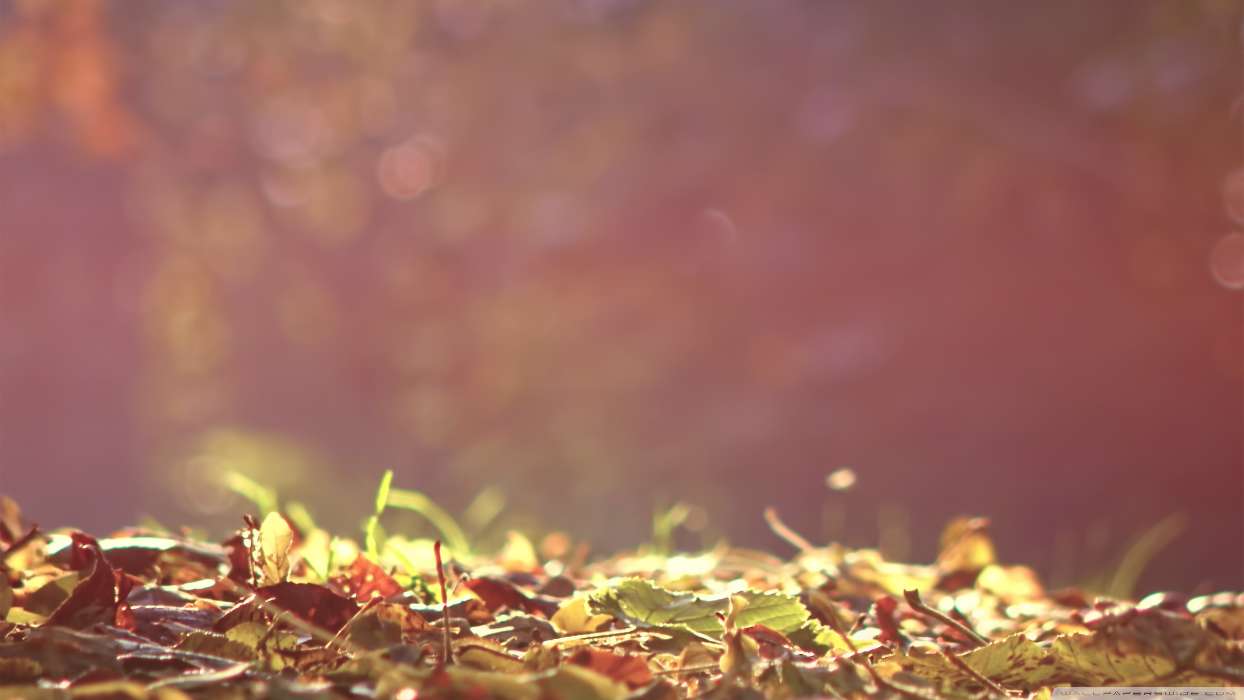 Hintergrund,Herbst,Blätter