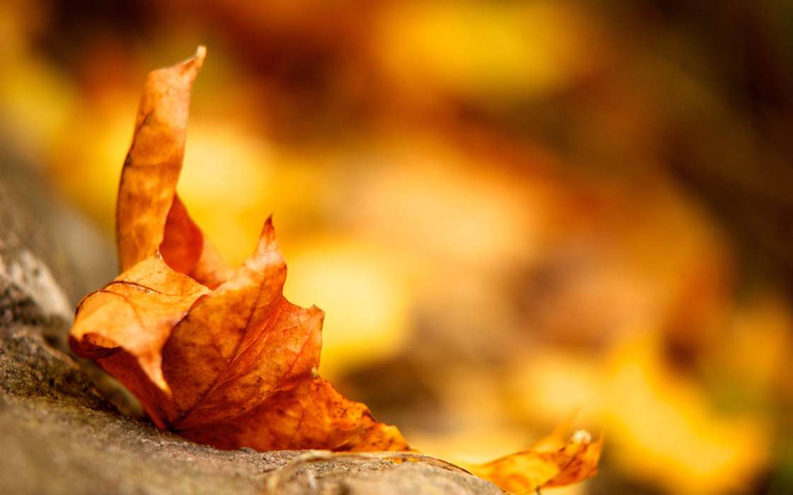 Hintergrund,Blätter,Herbst